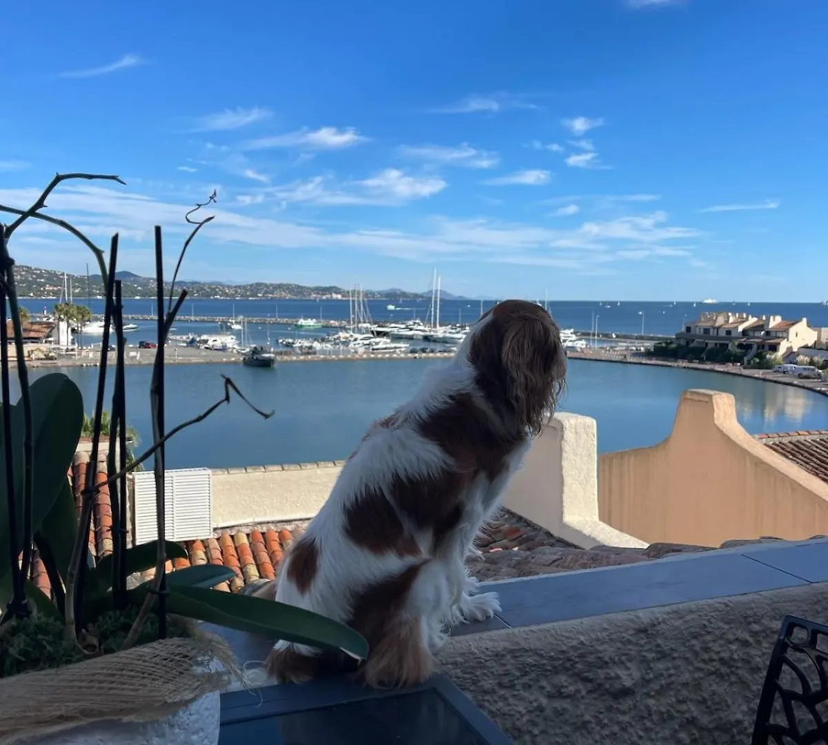 Triplex Vue Panoramique Sur Saint-Tropez Lejlighed Cogolin